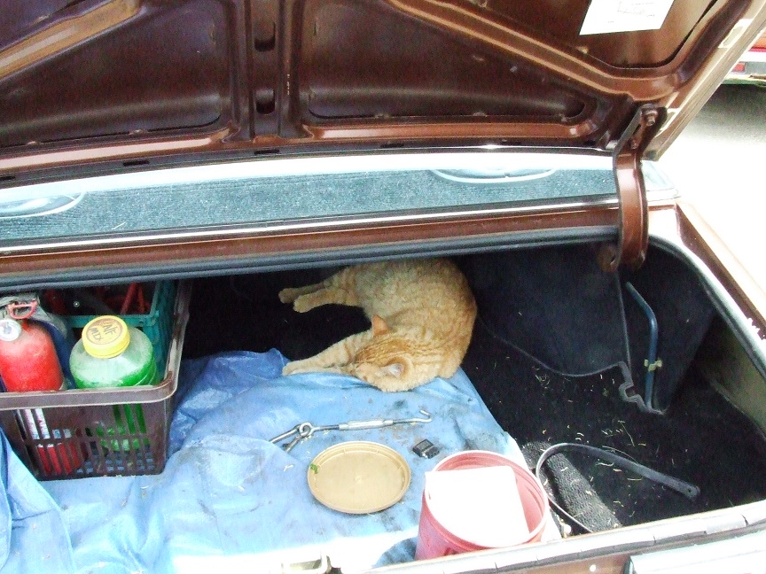 KBG in car trunk