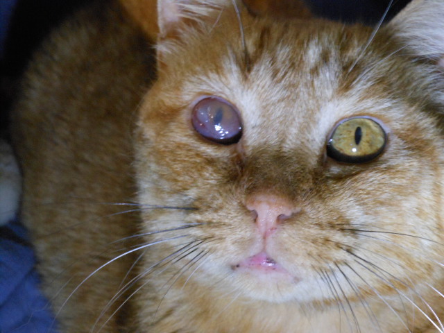 Eye saved by the vet